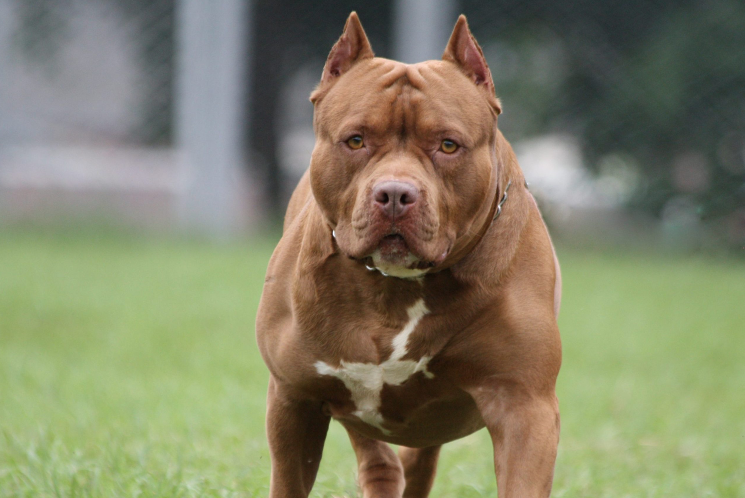 Rental properties that accept best sale pit bulls