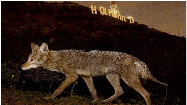 Doublethink Leaves LA Torn Between Coyotes and Feral Cats