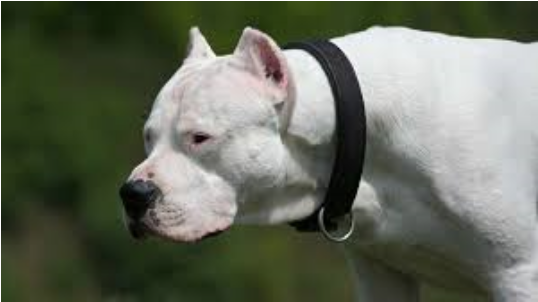 dogo argentino 4 months old