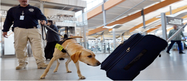 tsa k9