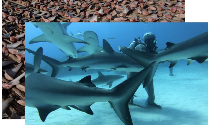 Longline Fishing and Shark Finning in the World's Oceans