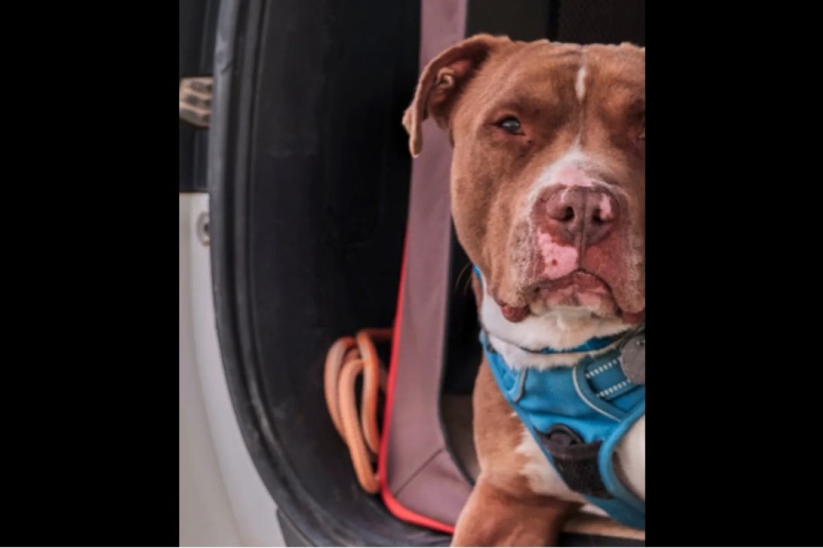 dog looking at camera