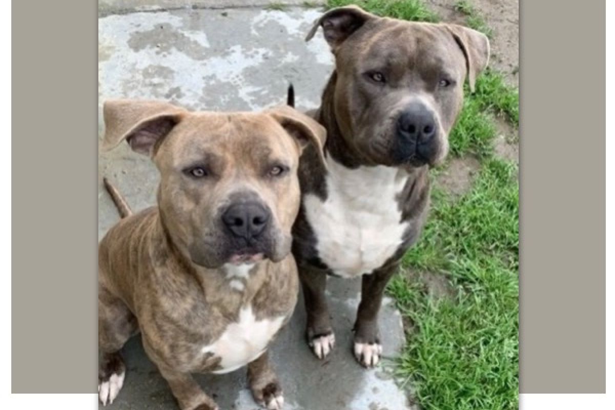 two pit bull dogs looking at the photographer, outdoors, on concrete porch